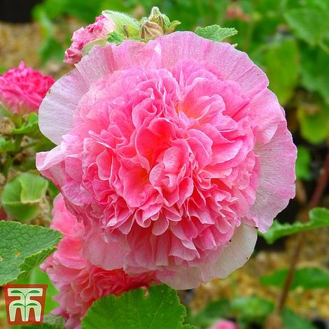 Hollyhock 'Chater's Salmon Pink' 2 Hollyhock 'Chater's Salmon Pink' - Image 2