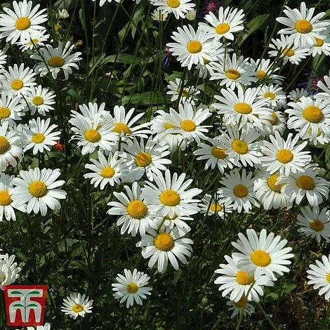 Chrysanthemum 'Silver Princess' 2 Chrysanthemum 'Silver Princess' - Image 2