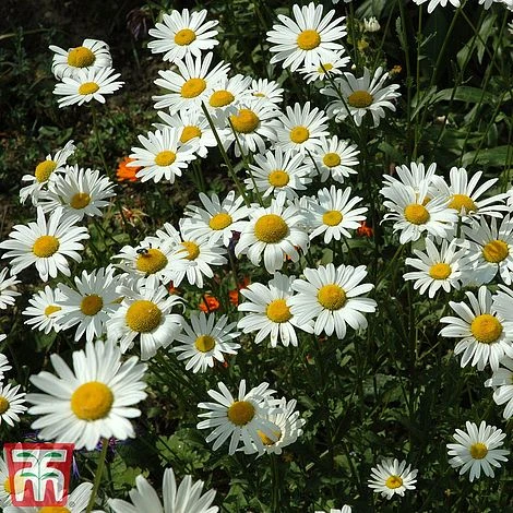 Chrysanthemum 'Silver Princess' 3 Chrysanthemum 'Silver Princess' - Image 3