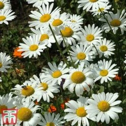 Chrysanthemum 'Silver Princess' 7 Chrysanthemum 'Silver Princess' -Edible Flowers Sales Store chry silv
