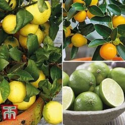 Citrus Tree Collection -Edible Flowers Sales Store citrus t10993 A