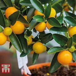 Citrus Tree Collection -Edible Flowers Sales Store citrus t10993 C