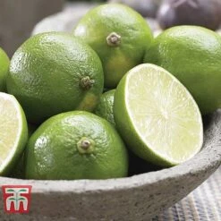 Citrus Tree Collection -Edible Flowers Sales Store citrus t10993 D