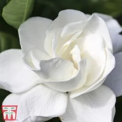 Gardenia 'Deluxe' -Edible Flowers Sales Store del