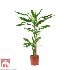 Dracaena Fragrans (House Plant) -Edible Flowers Sales Store dracaena