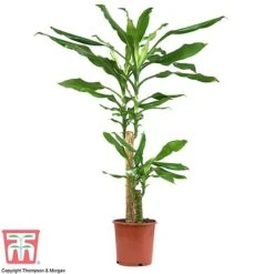 Dracaena Fragrans (House Plant) -Edible Flowers Sales Store dracaena1