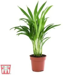 Bamboo Palm -Edible Flowers Sales Store dyps2