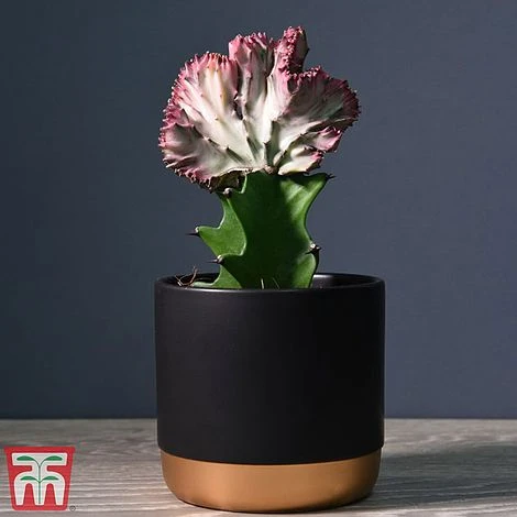 Euphorbia Lactea 'Cristata' 1 Euphorbia Lactea 'Cristata'