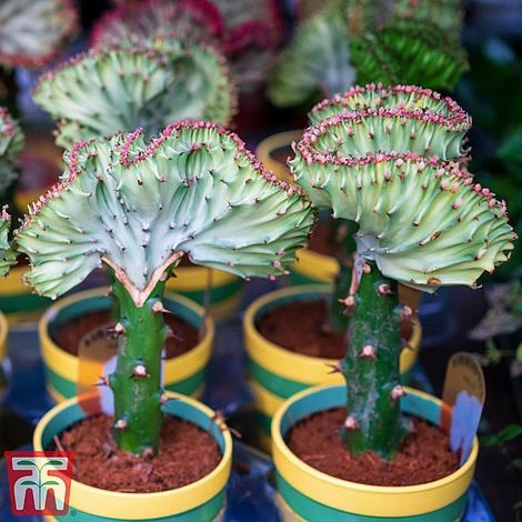 Euphorbia Lactea 'Cristata' 2 Euphorbia Lactea 'Cristata' - Image 2