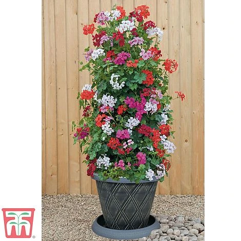 Geranium 'GeRainbow™ Mixed' 3 Geranium 'GeRainbow™ Mixed' - Image 3