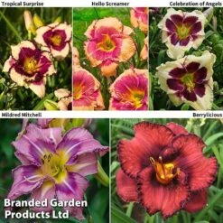 Hemerocallis Fringed Collection