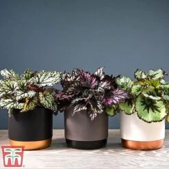 House Plant Urban Jungle Trio -Edible Flowers Sales Store mixed33