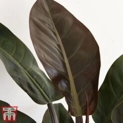 Philodendron 'Imperial Red' -Edible Flowers Sales Store phil31