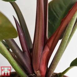 Philodendron 'Imperial Red' -Edible Flowers Sales Store phil4