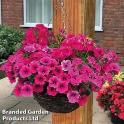 Pink Shockwave Preplanted Hanging Basket -Edible Flowers Sales Store pink shock