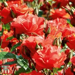 Rose 'Precious Love' (Floribunda Rose) -Edible Flowers Sales Store prec