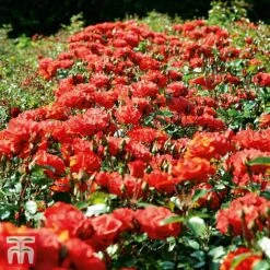 Rose 'Precious Love' (Floribunda Rose) -Edible Flowers Sales Store prec2