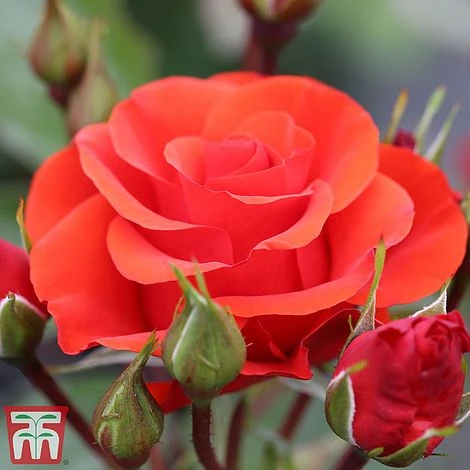 Rose 'Precious Love' (Floribunda Rose) -Edible Flowers Sales Store prec3