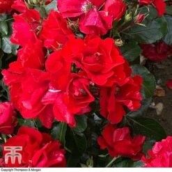 Rose 'Moment In Time' (Floribunda Rose) -Edible Flowers Sales Store rose mom2