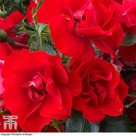 Rose 'Moment In Time' (Floribunda Rose) 6 Rose 'Moment In Time' (Floribunda Rose) -Edible Flowers Sales Store rose mom3