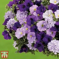 True Beauty Colour Themed Collection -Edible Flowers Sales Store truebeauty3