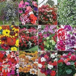 Bumper Garden Collection 9 Bumper Garden Collection -Edible Flowers Sales Store z BUMP KB3121 A1