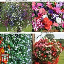 Bumper Garden Collection 11 Bumper Garden Collection -Edible Flowers Sales Store z BUMP KB3121 B