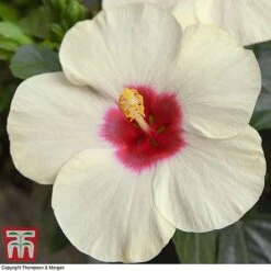 Edible Flowers Sales Store -Edible Flowers Sales Store z HIBI TKA8088 B