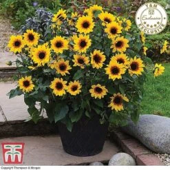 Sunflower SunBelievable&trade; 'Brown Eyed Girl'
